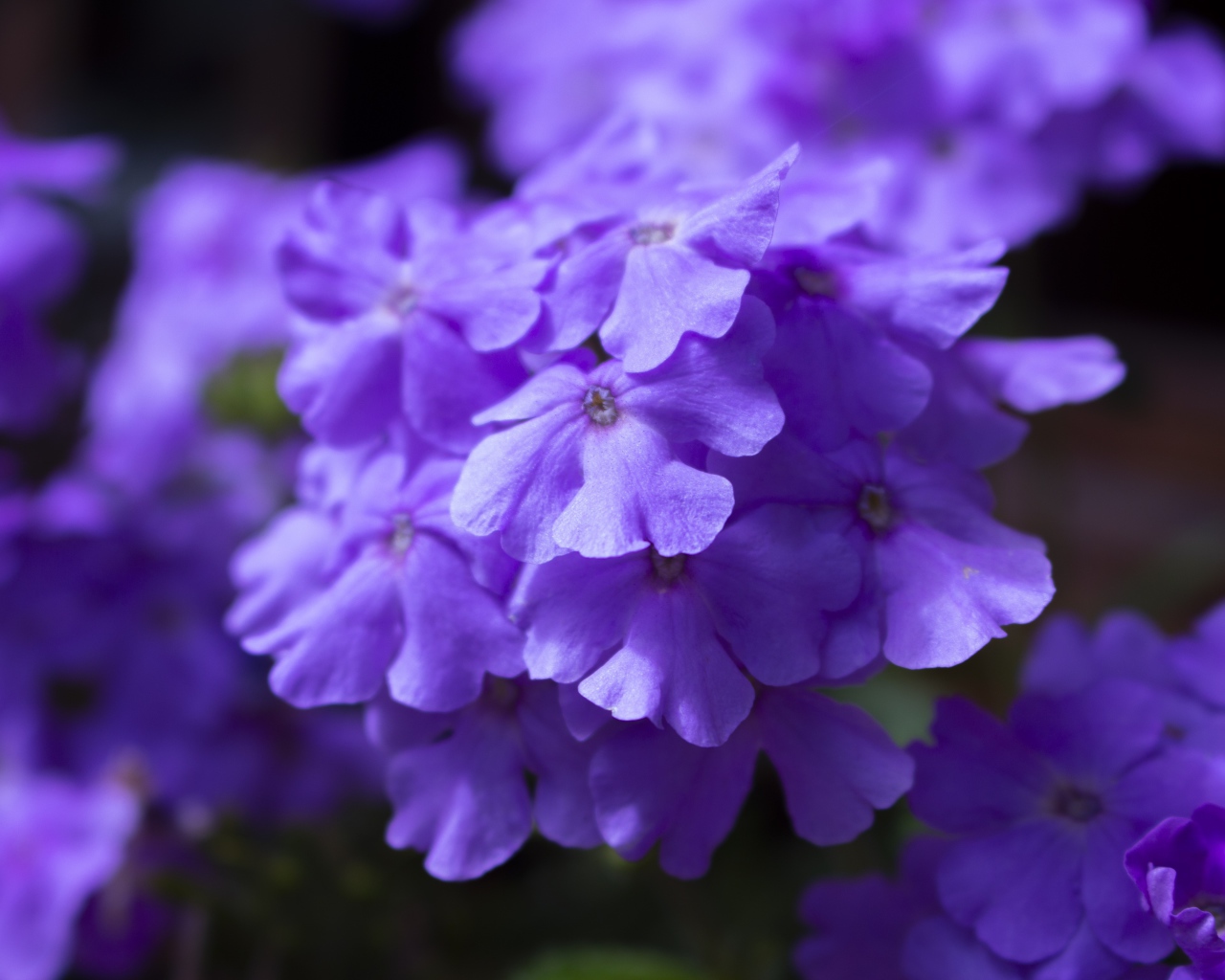 Фиолетовый цветок гортензии крупным планом