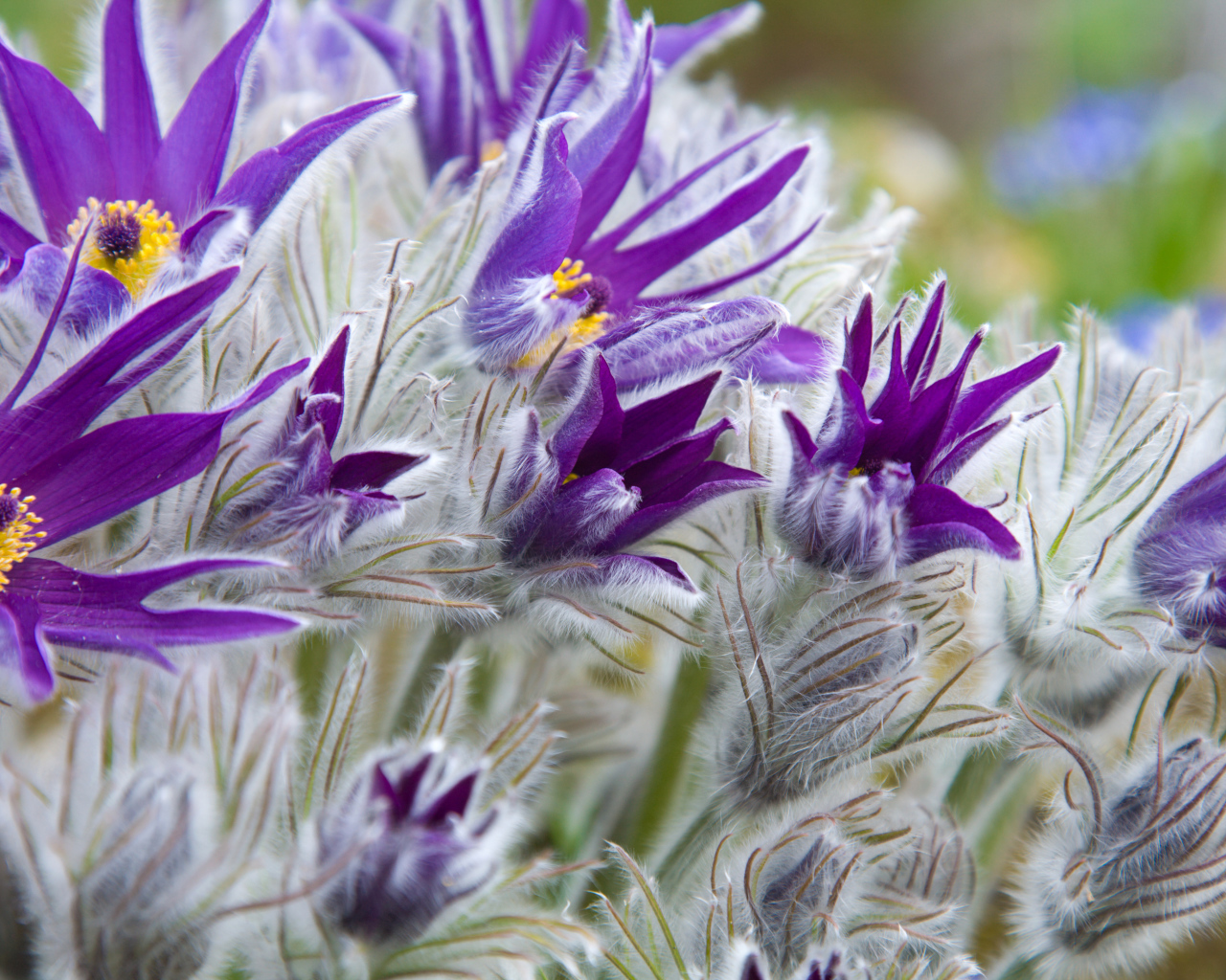 Фиолетовые цветы прострел с бутонами крупным планом