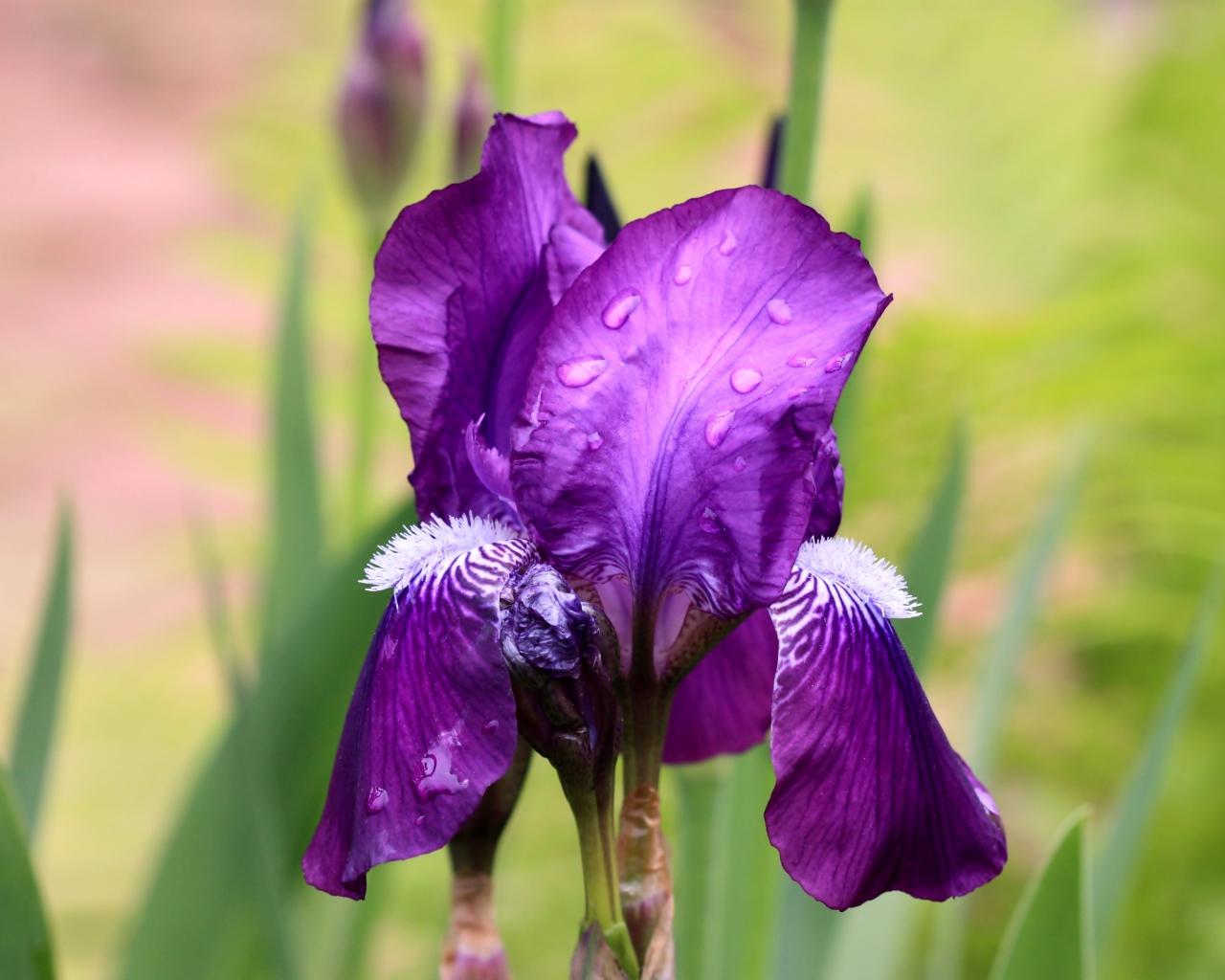 Фиолетовый цветок ириса в каплях дождя крупным планом