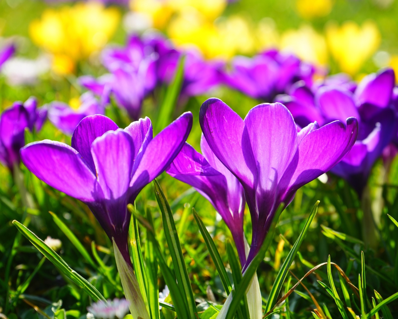 Фиолетовые весенние крокусы в лучах солнца