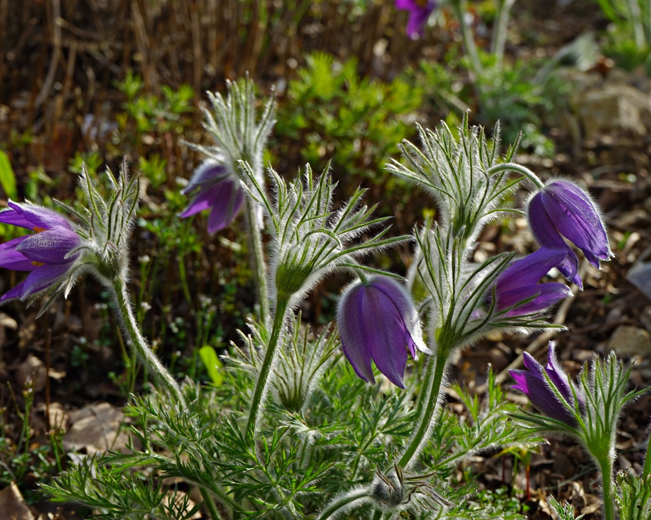 Фиолетовые весенние цветы прострел
