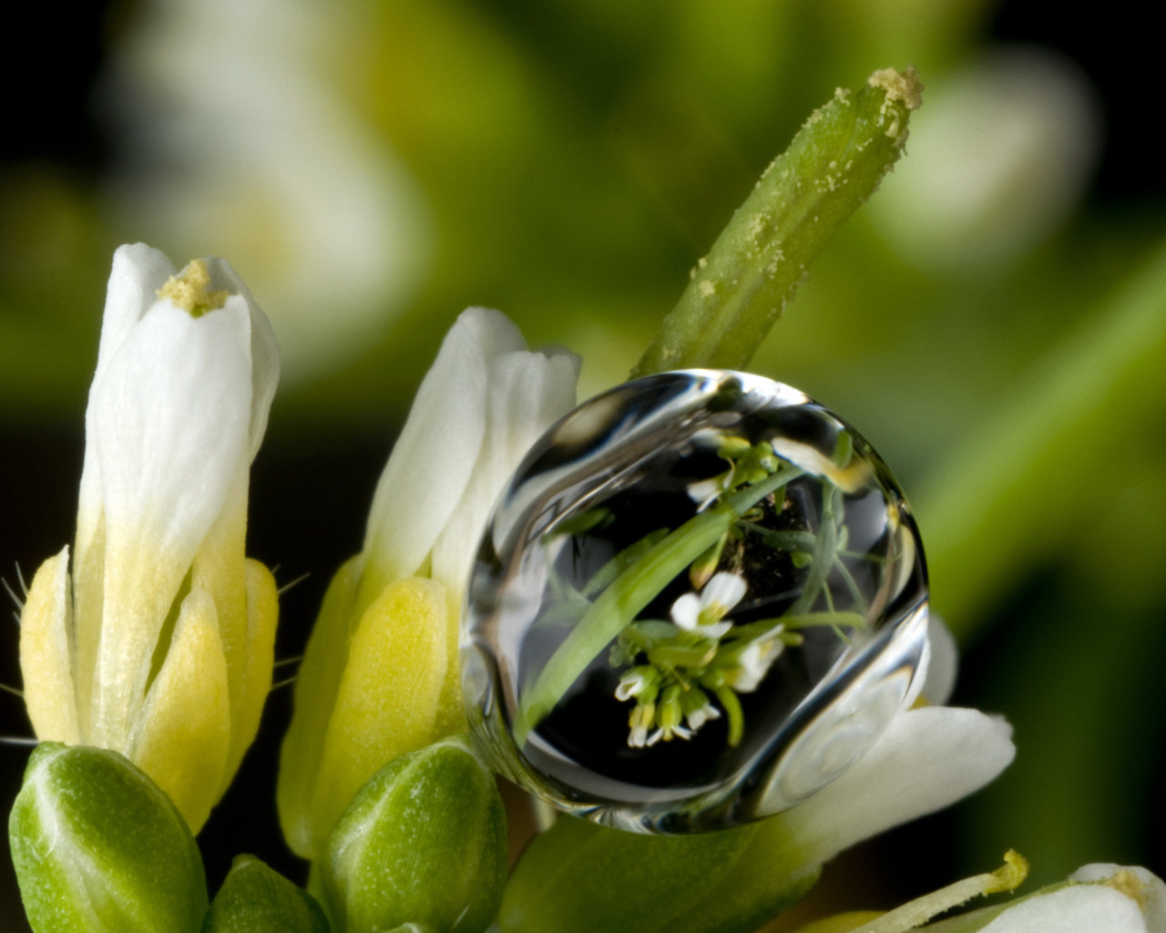 Капля воды на белом цветке крупным планом