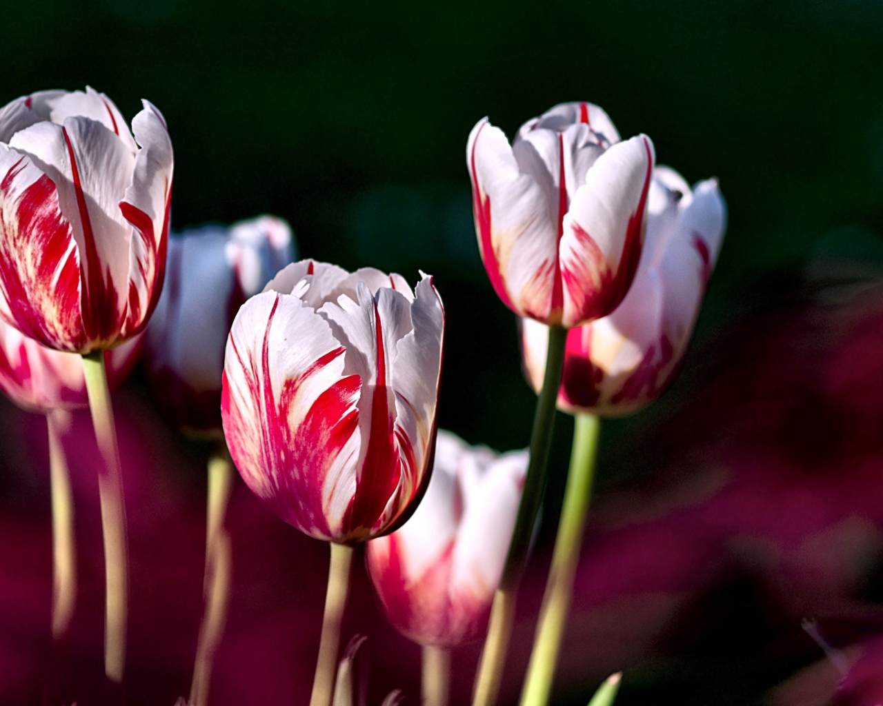 Бело-розовые тюльпаны крупным планом