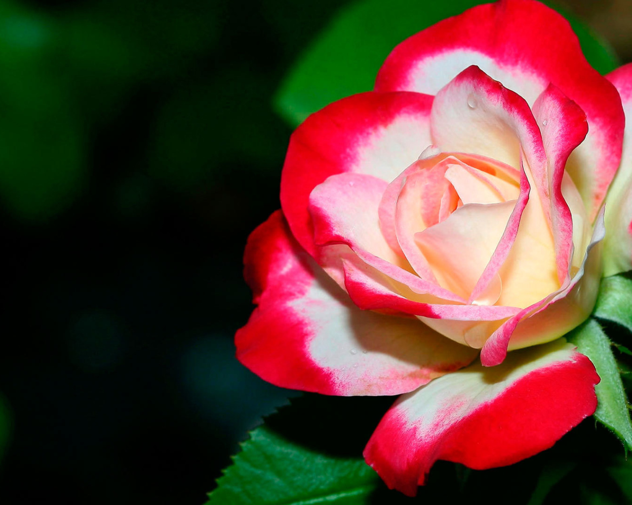 Бело- красная роза крупным планом 