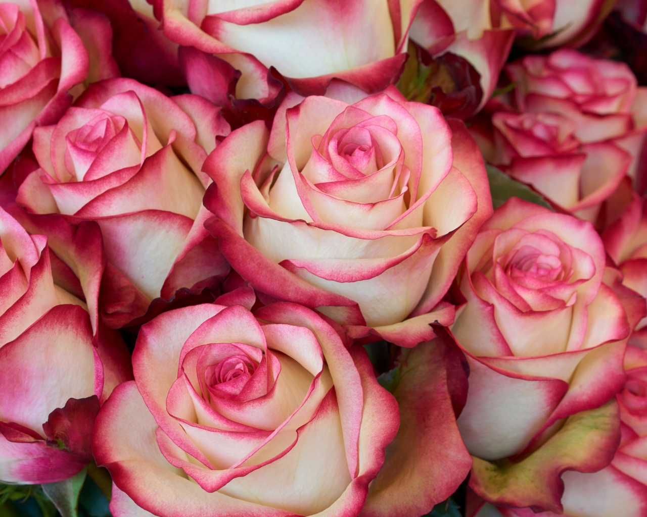 Бело - розовые большие розы крупным планом