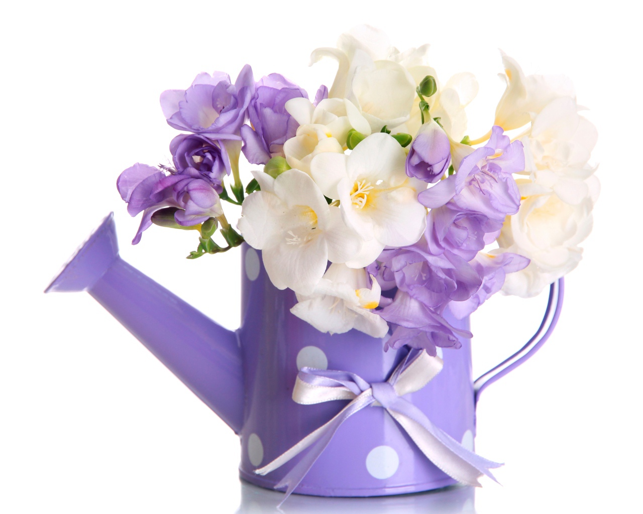 Белые и фиолетовый цветы фрезии в лейке на белом фоне