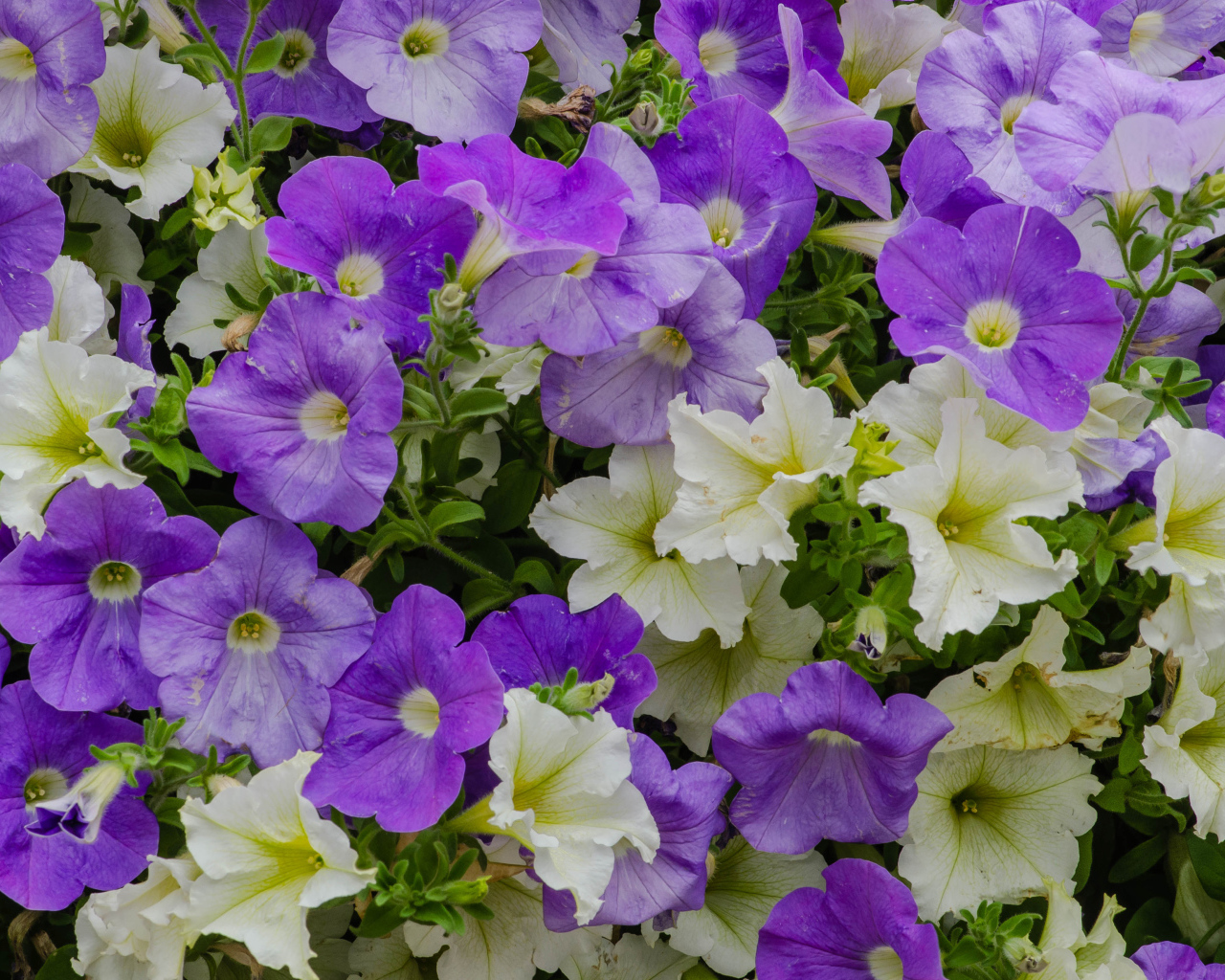Белые и фиолетовые цветы петунии крупным планом
