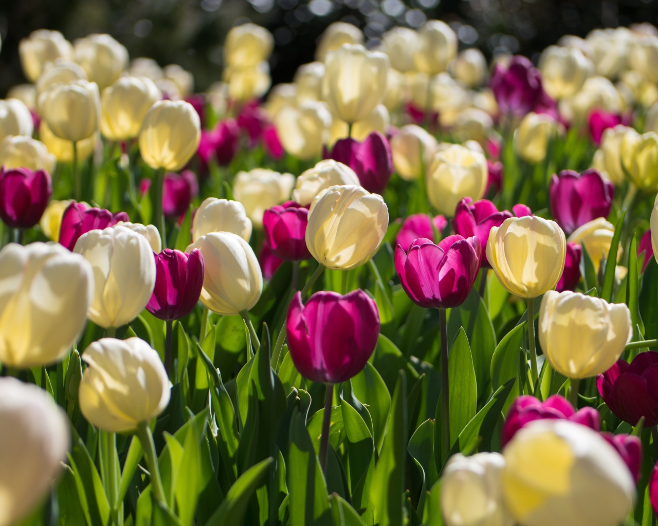 Белые и сиреневые тюльпаны в лучах солнца 