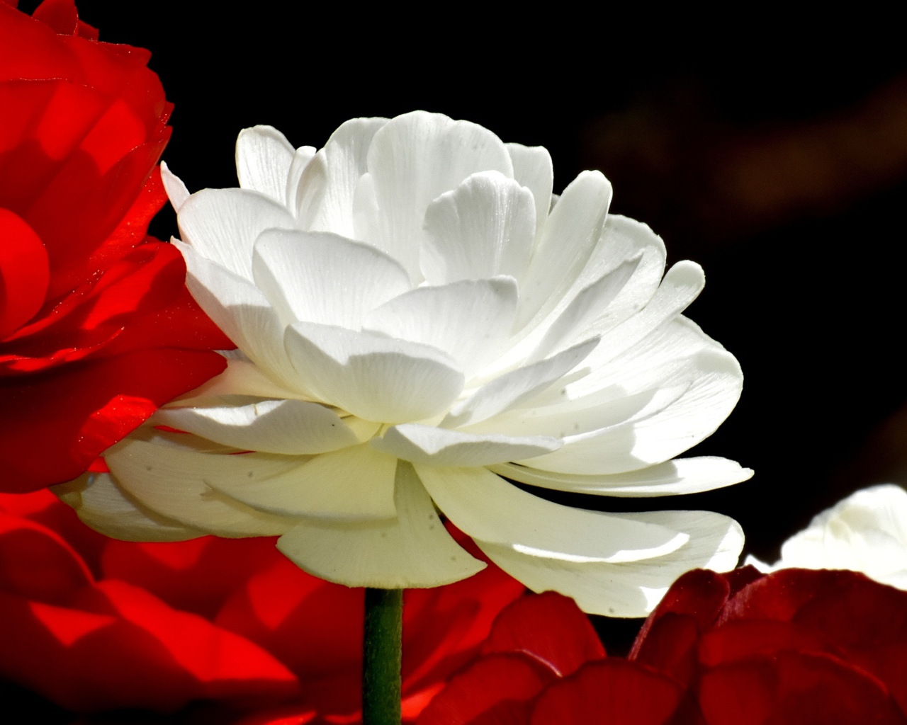 Белые и красные цветы лютика