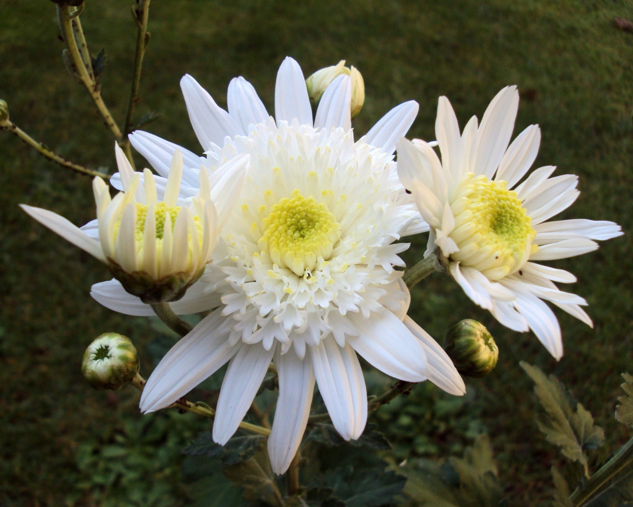 Белые осенние цветы хризантемы с бутонами крупным планом