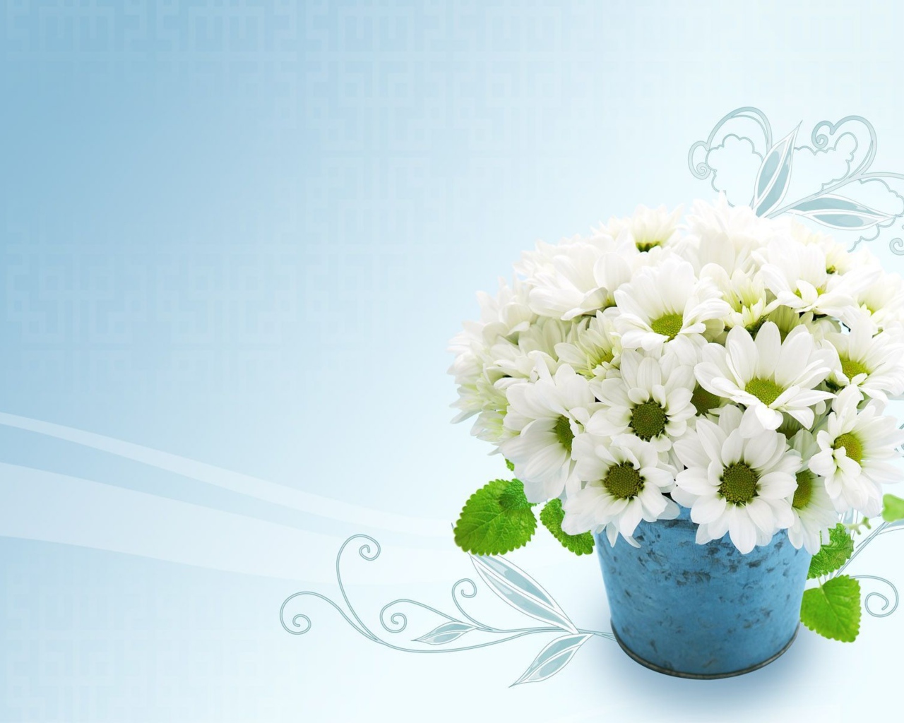 Белые красивые хризантемы на голубом фоне