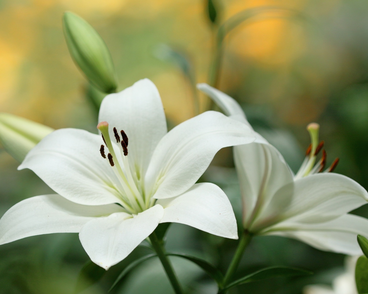 Белые красивые лилии с бутонами крупным планом