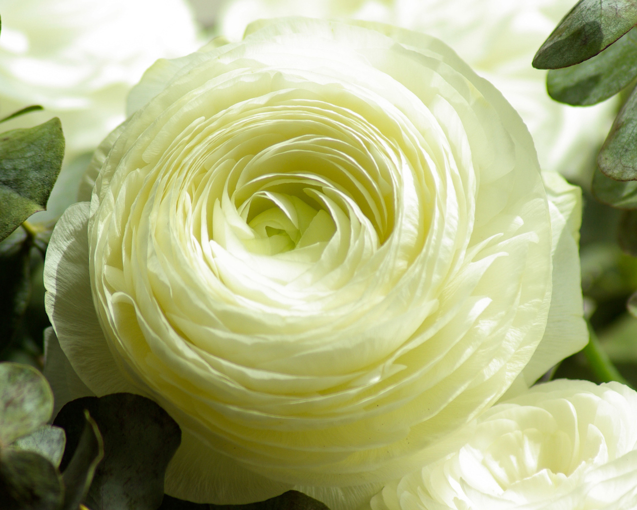 Белый лютик крупным планом