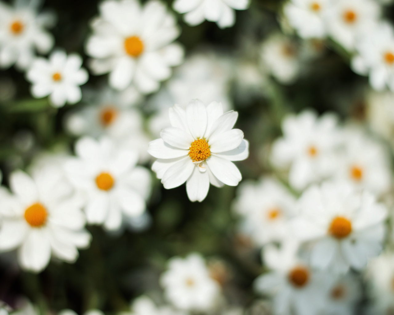 Белый цветок космеи крупным планом