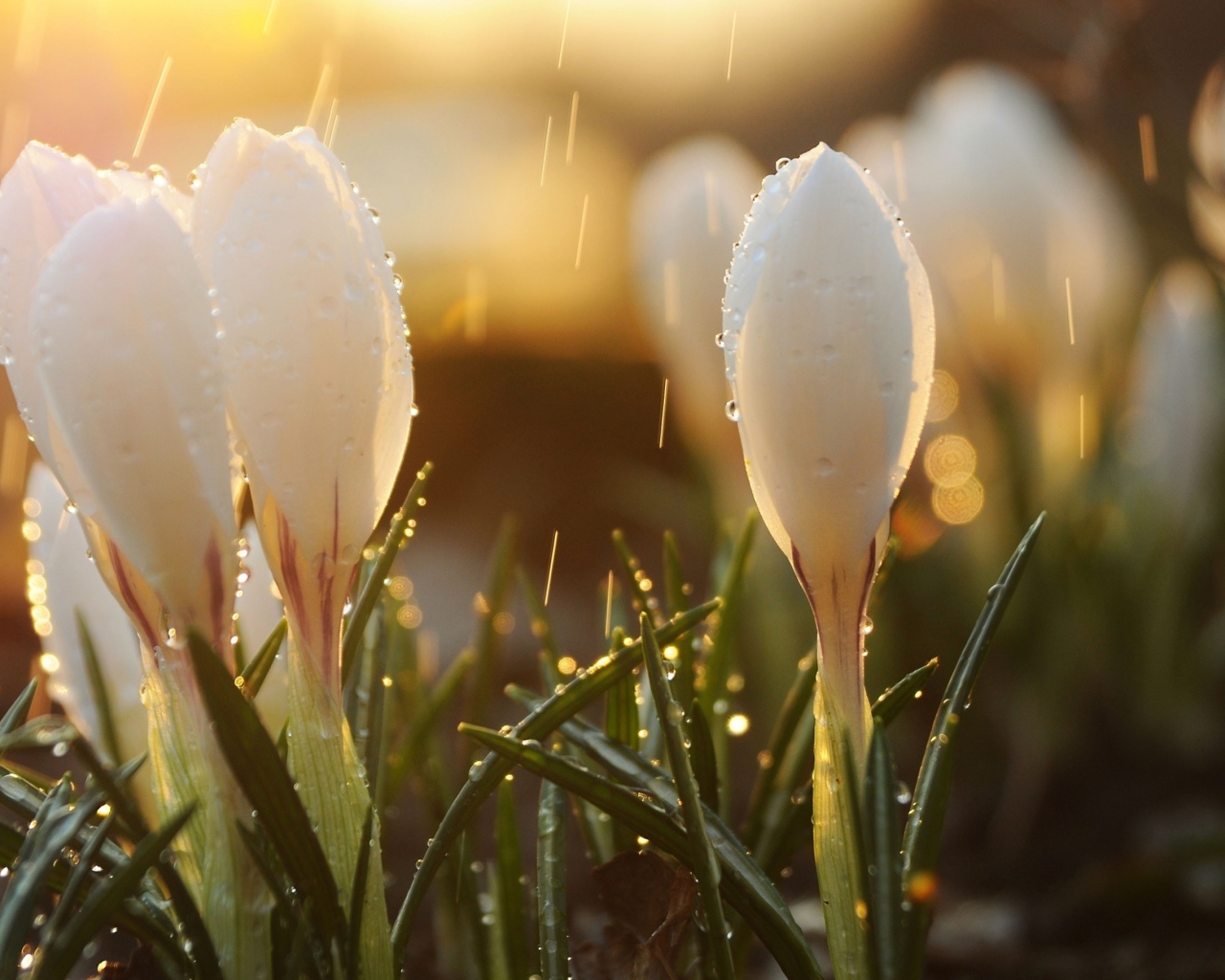 Белые крокусы под весенним дождем