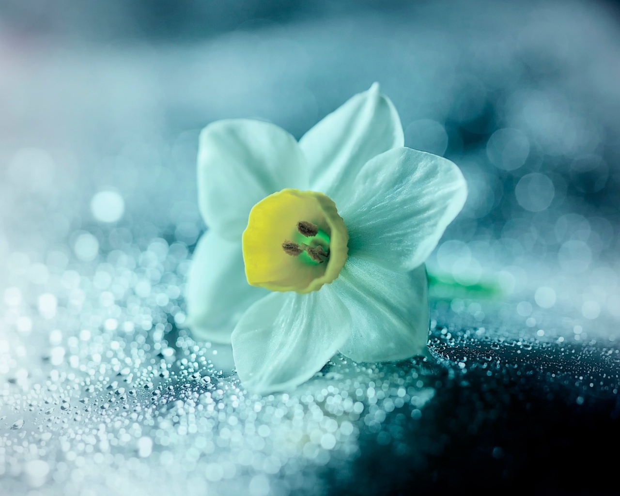 Белый цветок нарцисса на мокрой поверхности