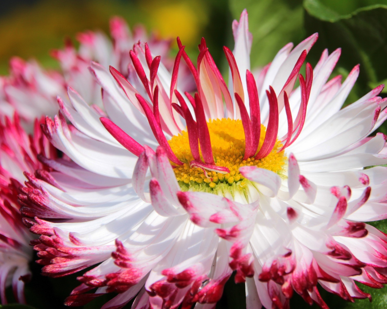 Белые цветы маргаритки с красными лепестками и желтой серединкой