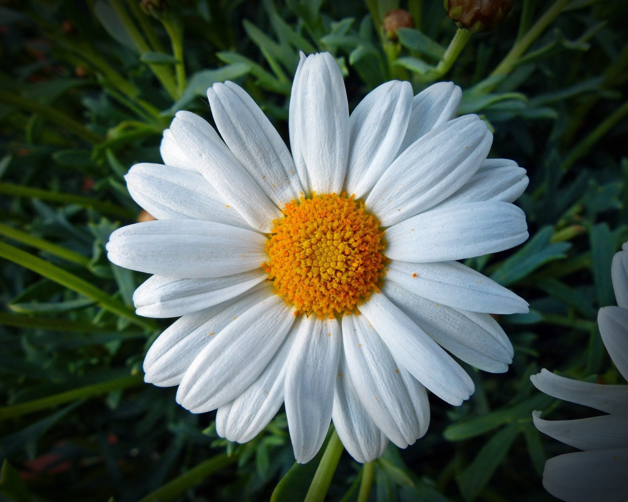 Белая ромашка с желтой серединкой крупным планом