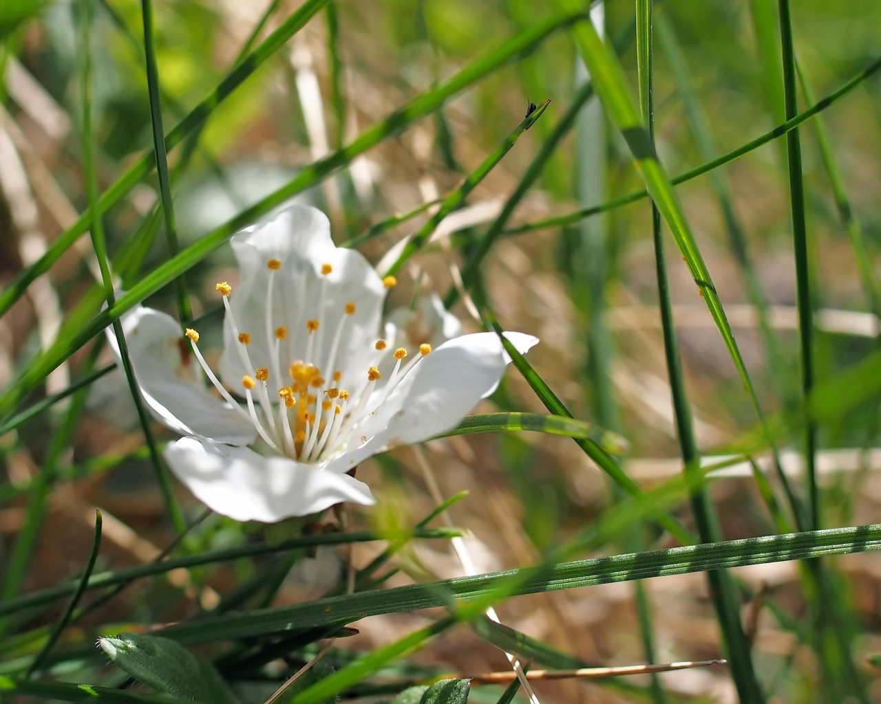 Белый нежный цветок в зеленой траве