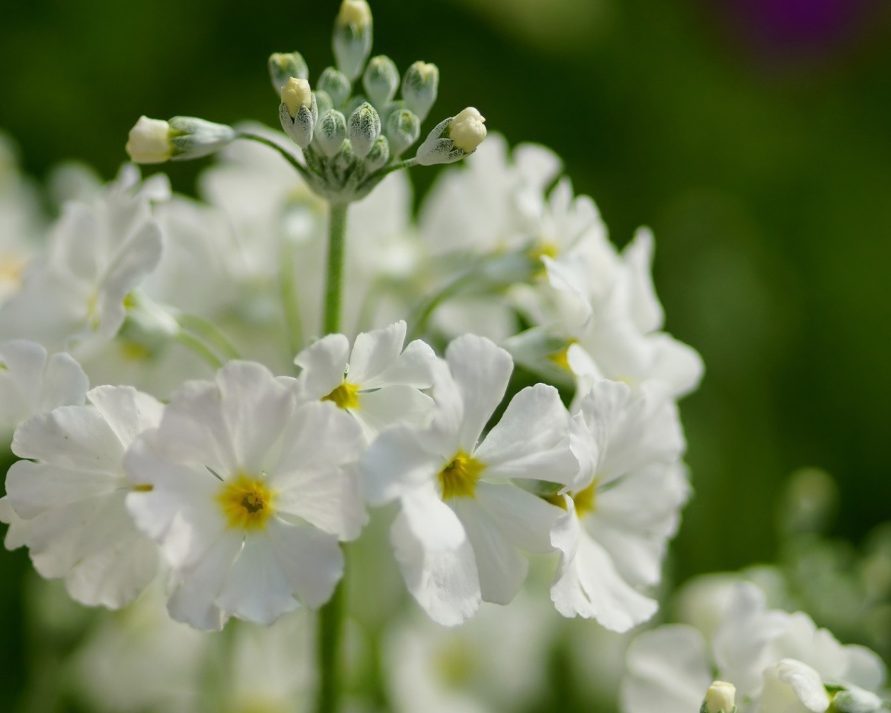 Белые нежные цветы примула крупным планом