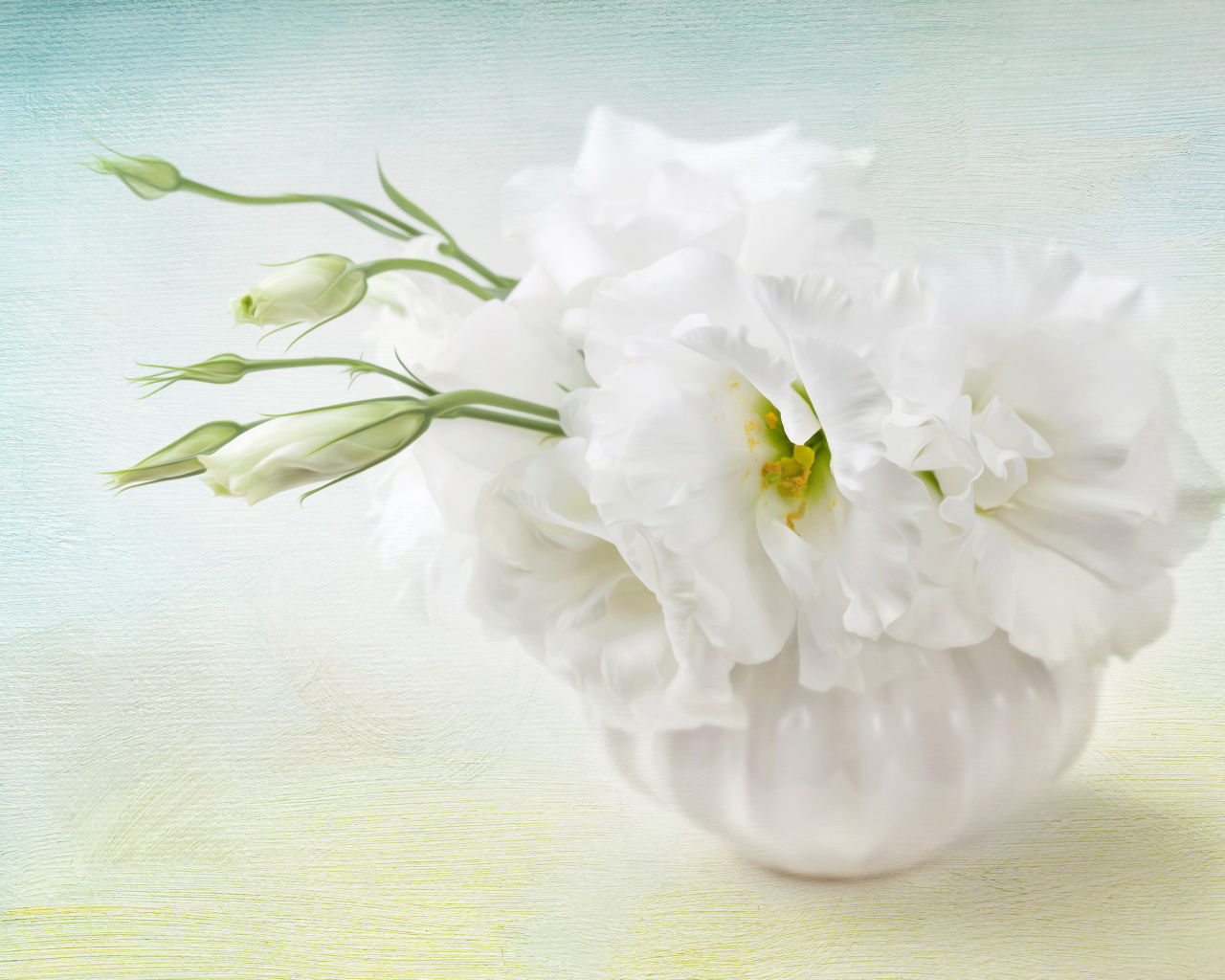 Белый цветок эустома с бутонами 