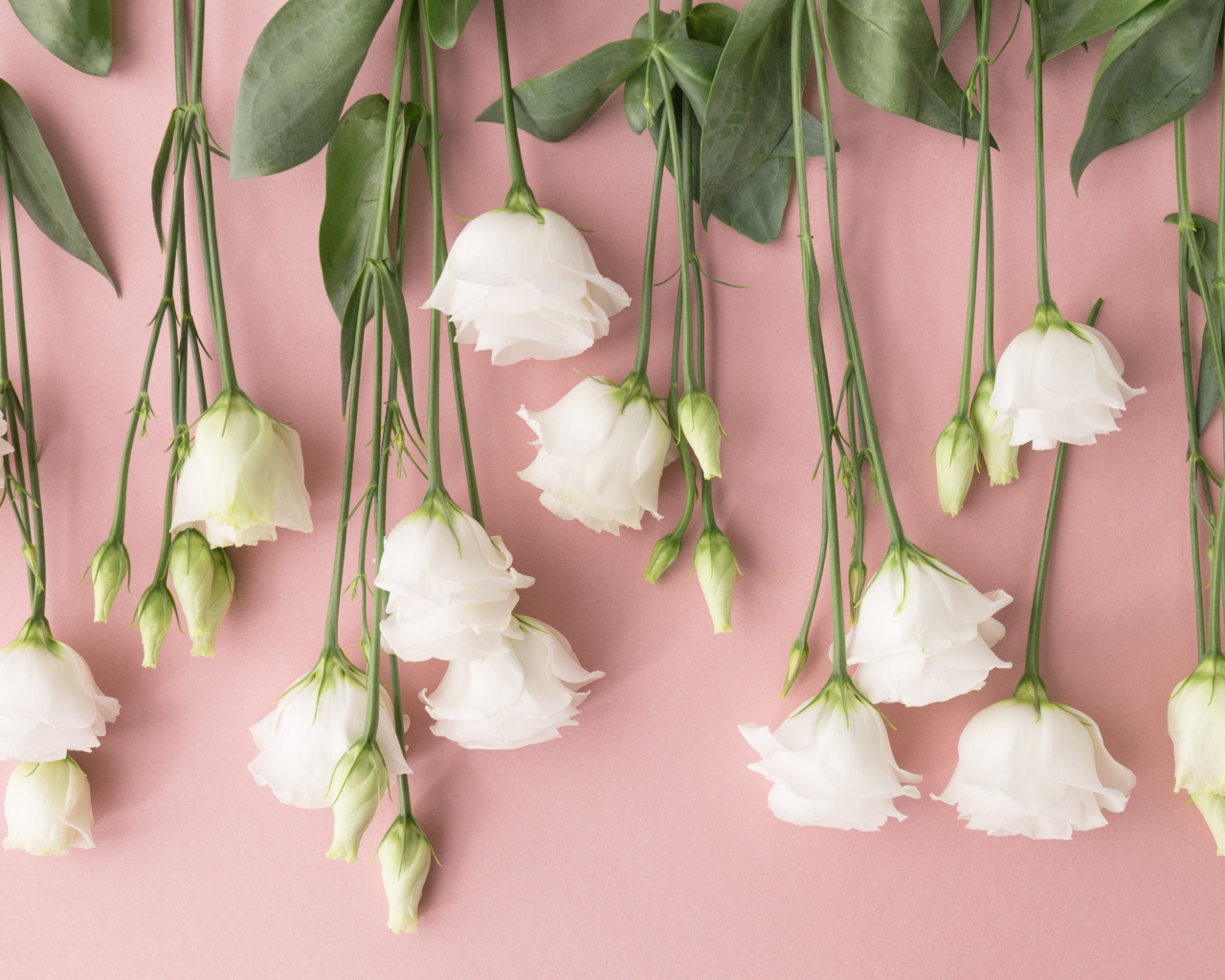 Белые цветы эустома на розовом фоне