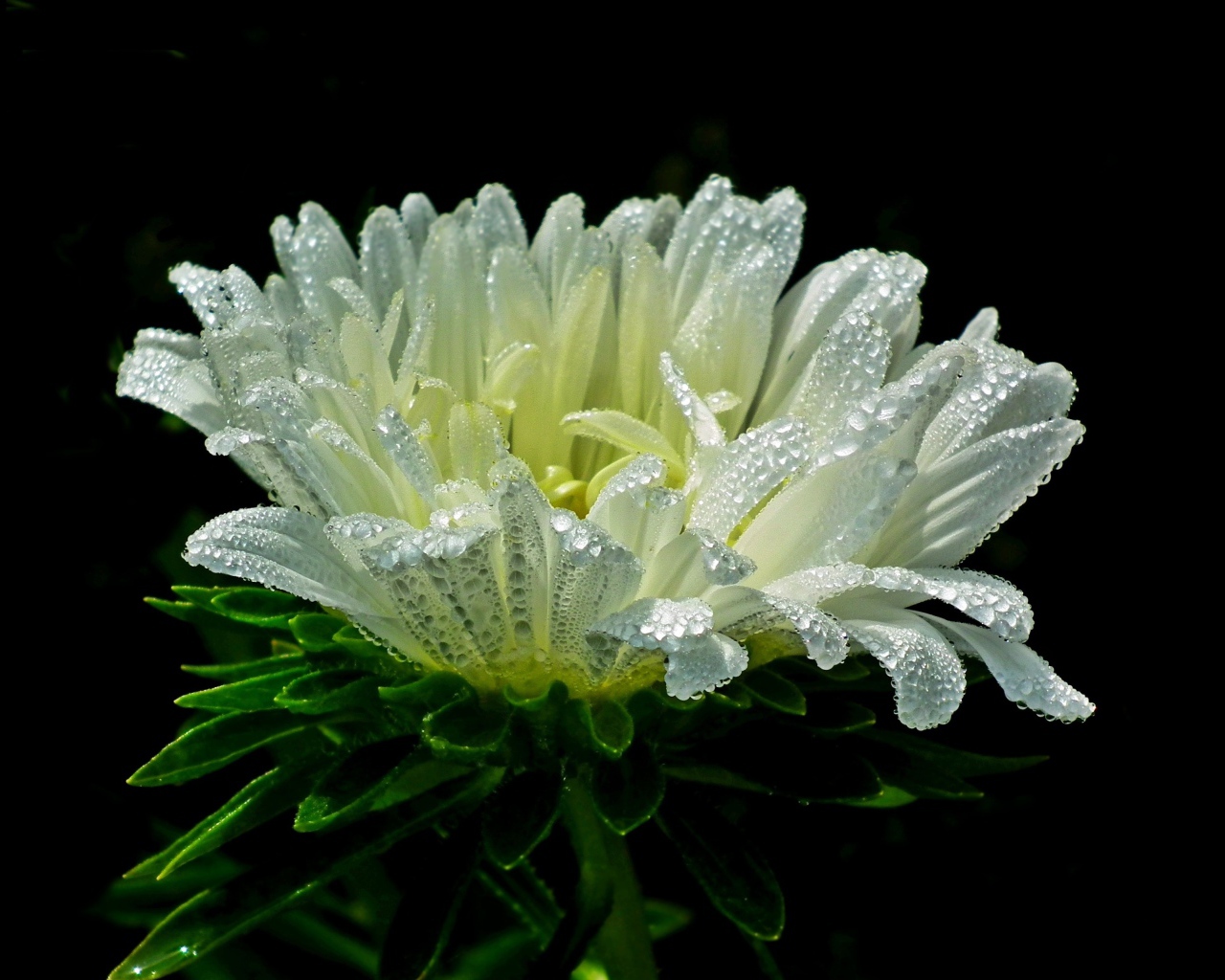 Белый цветок астры в каплях розы на черном фоне