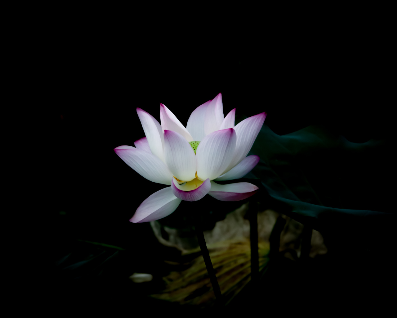 Белый цветок с сиреневыми лепестками на черном фоне