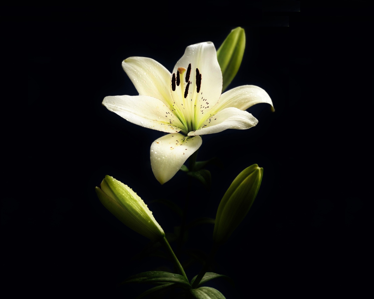 Белая лилия с бутонами на черном фоне