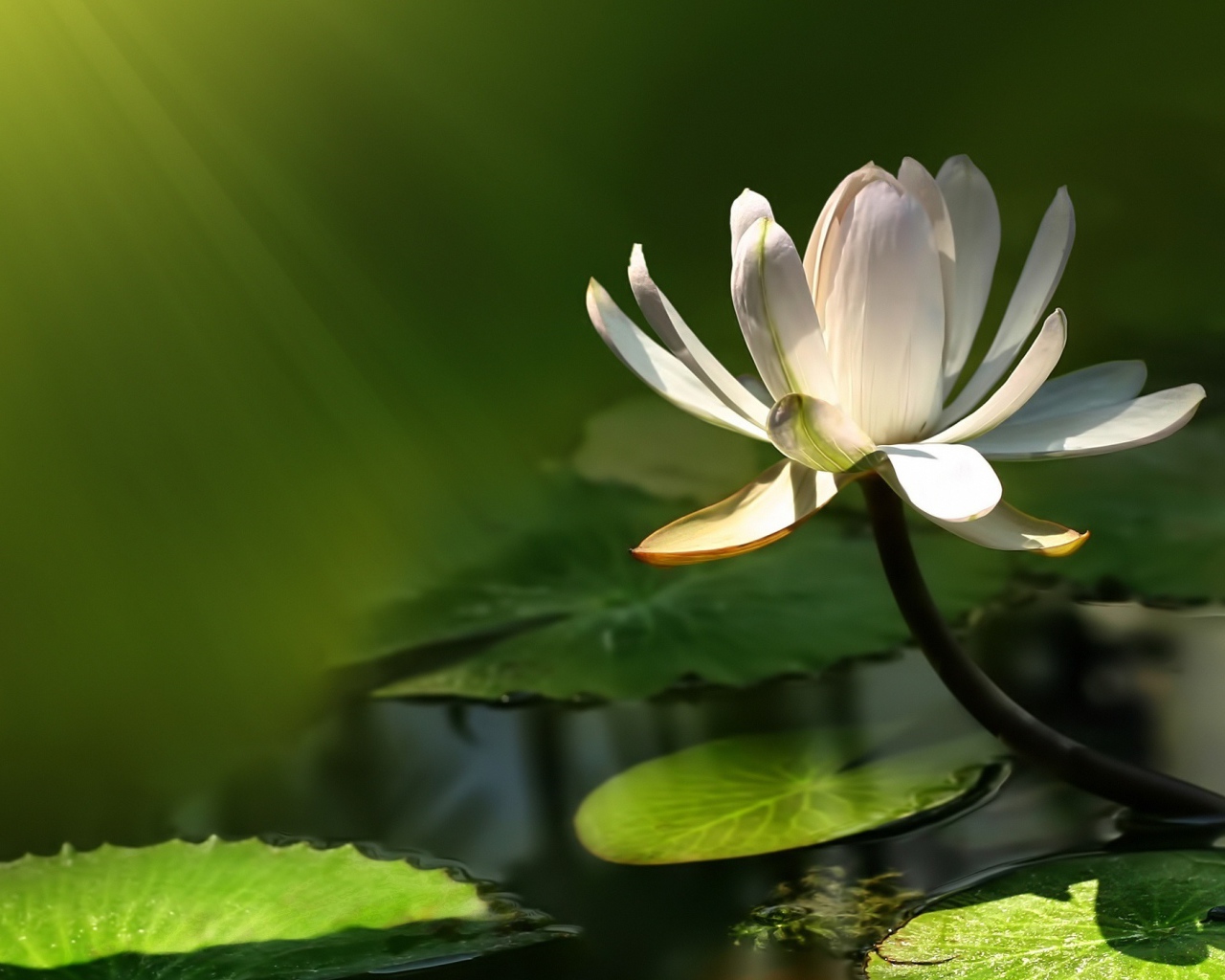 Белый цветок лотоса в воде в лучах солнца