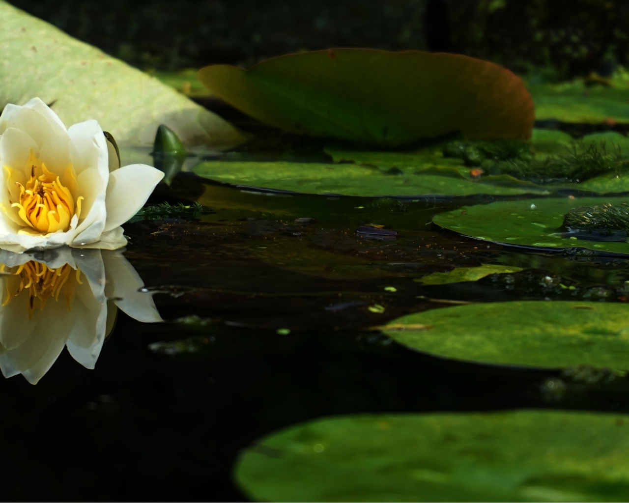 Белый цветок лотоса в воде с зелеными листьями