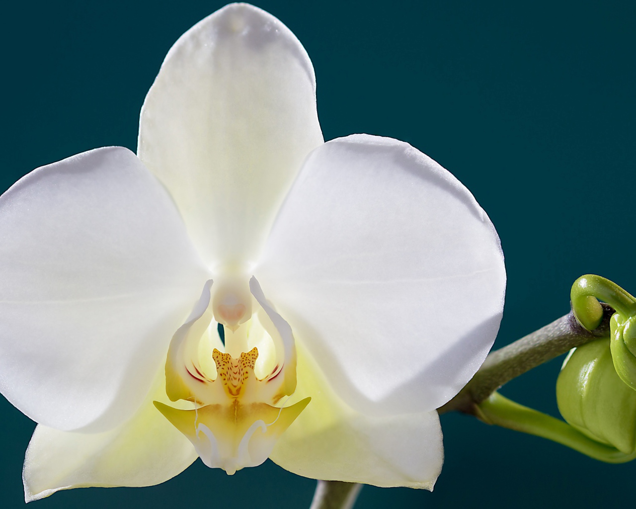 Белый цветок орхидеи с бутонами крупным планом