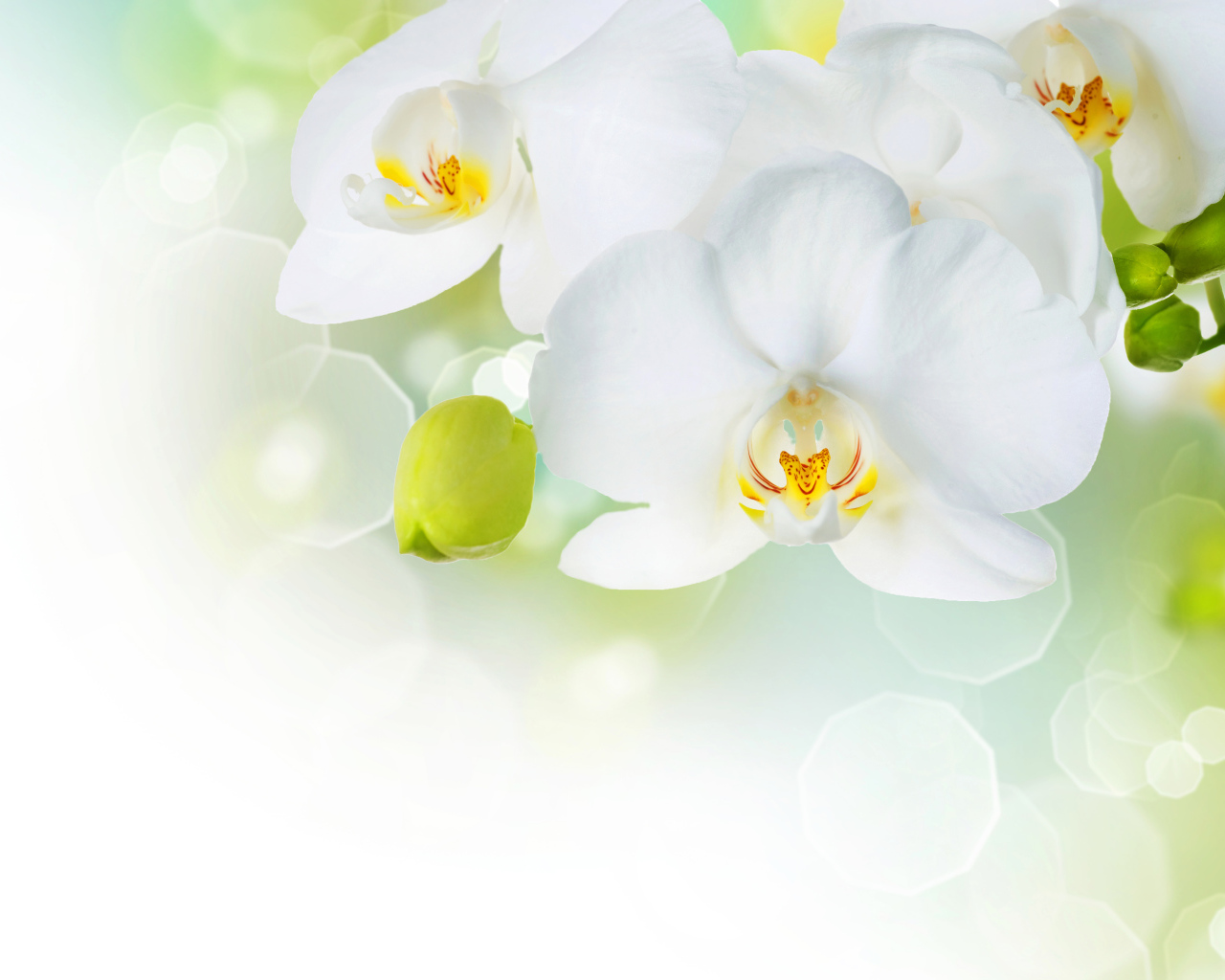 Белые орхидеи с бутонами на фоне с бликами