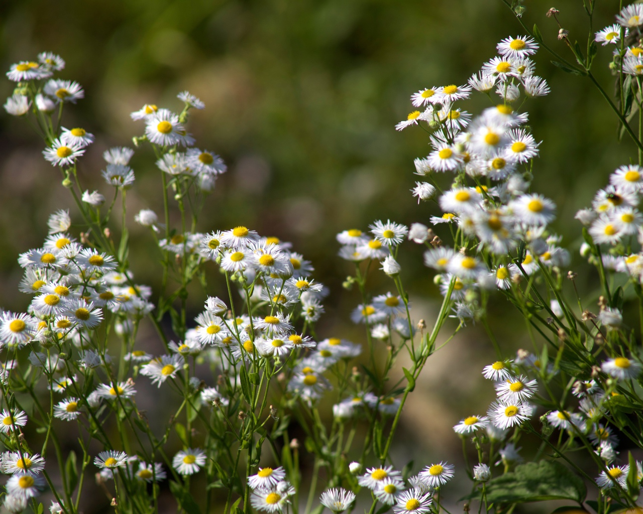 Белые мелкие ромашки крупным планом