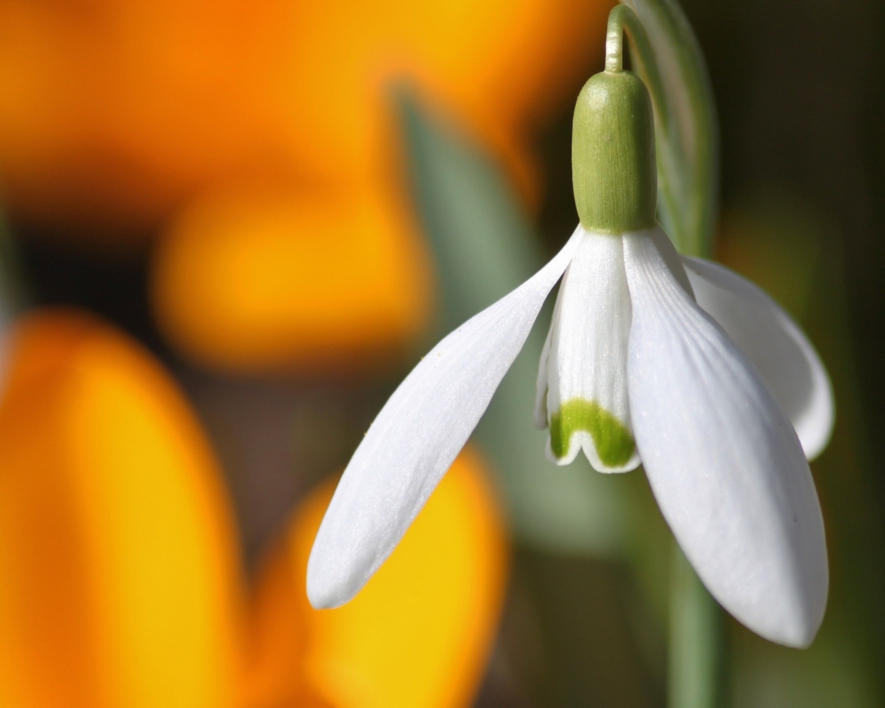Белый весенний подснежник крупным планом
