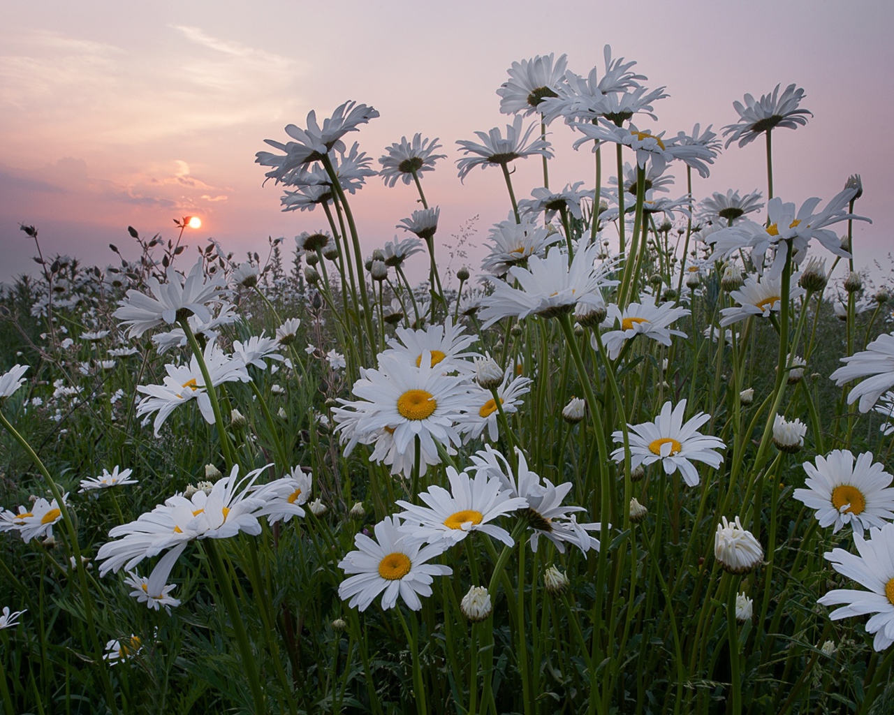 Белые летние ромашки на фоне восходящего солнца