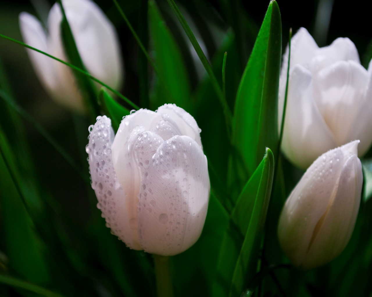 Белые тюльпаны в каплях розы 