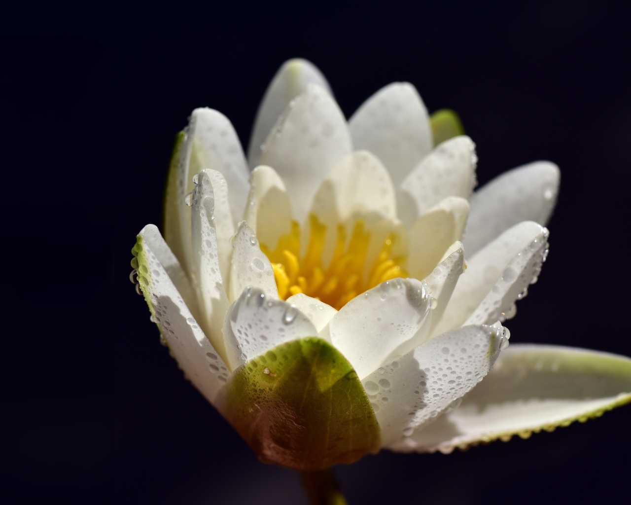 Белая водяная лилия в каплях воды на синем фоне