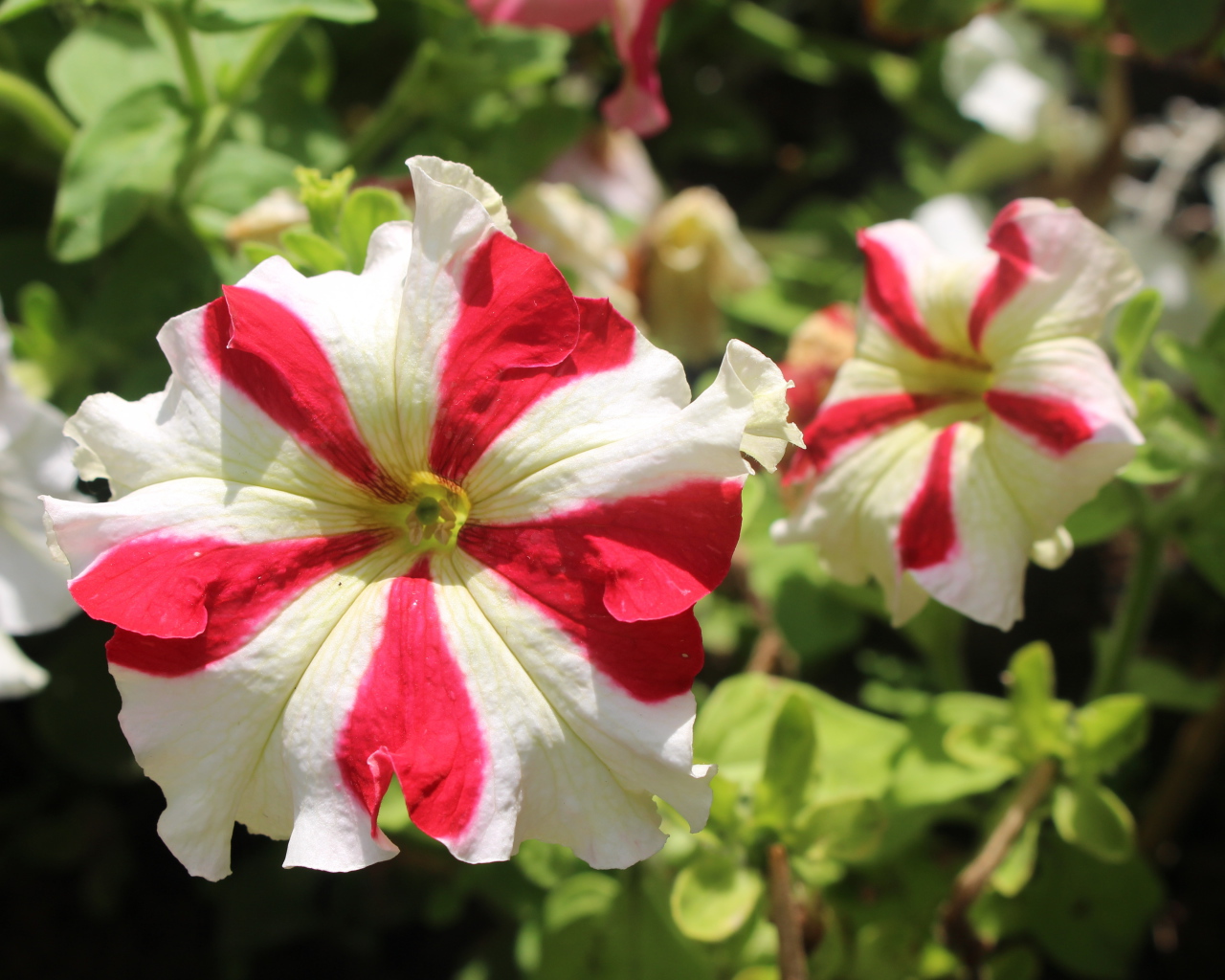 Белые с красными линиями цветы петунии 
