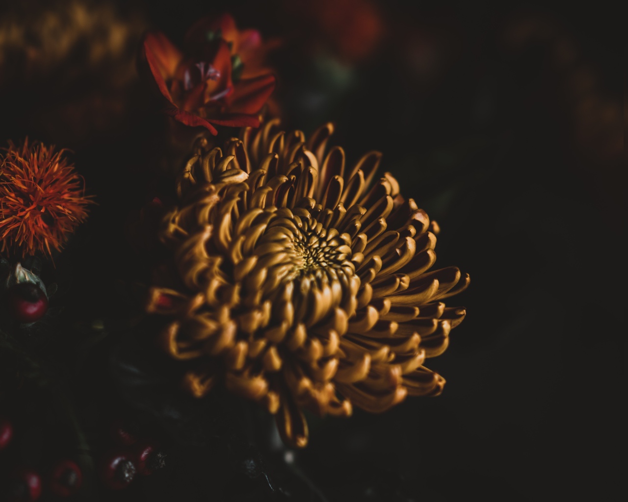 Желтый цветок хризантемы крупным планом 