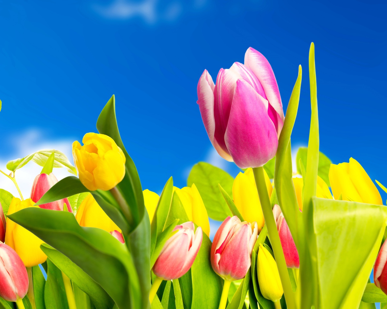 Желтые и розовые тюльпаны на фоне голубого неба 