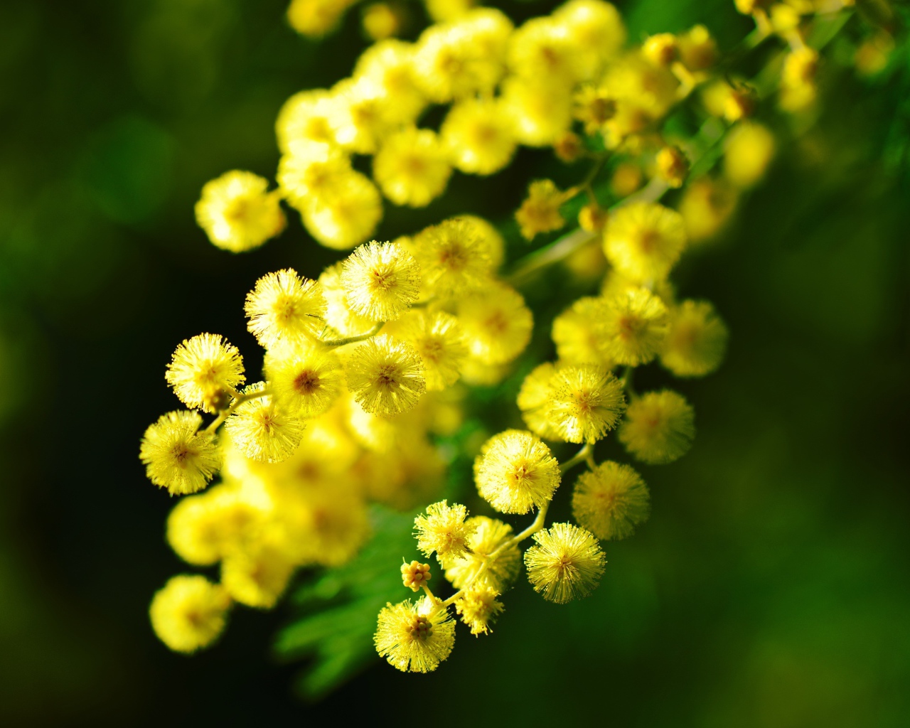 Желтые шарики цветов мимозы вблизи