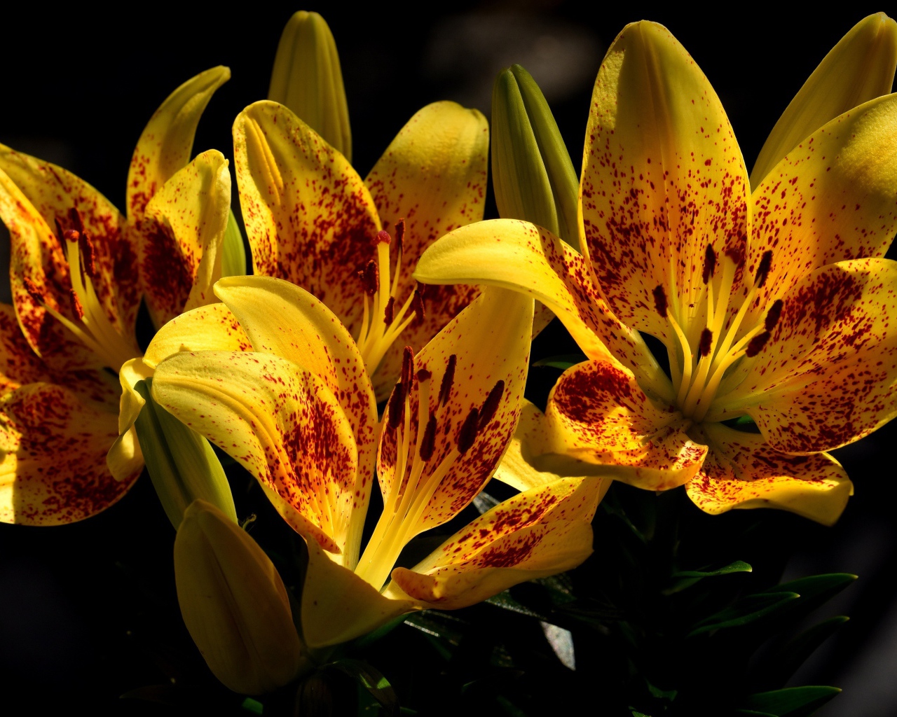 Желтые красивые тигровые лилии на клумбе крупным планом