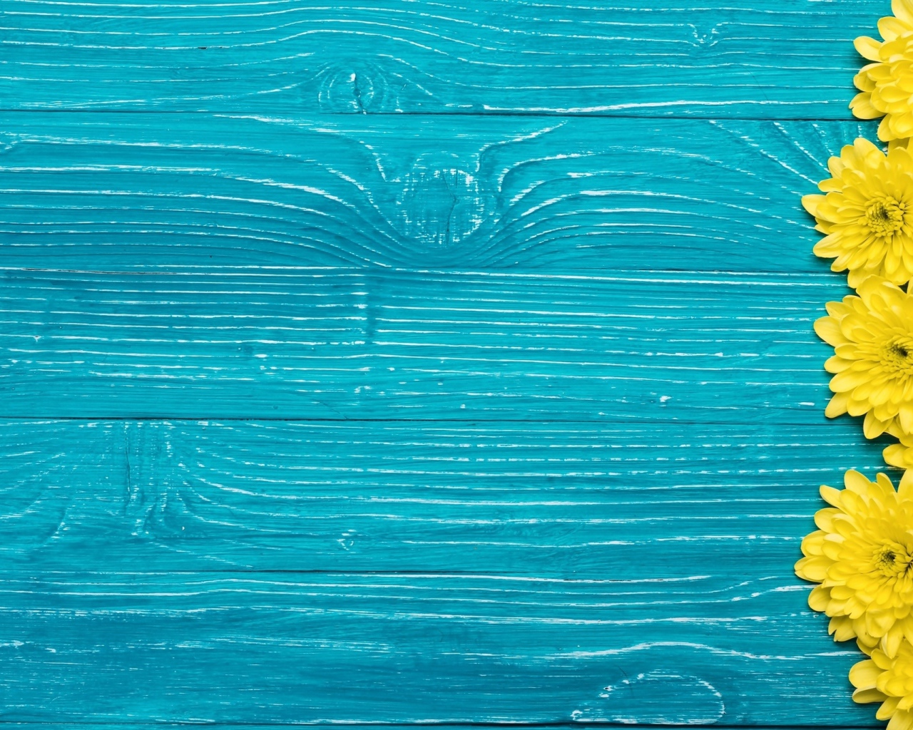 Желтые хризантемы на синем фоне