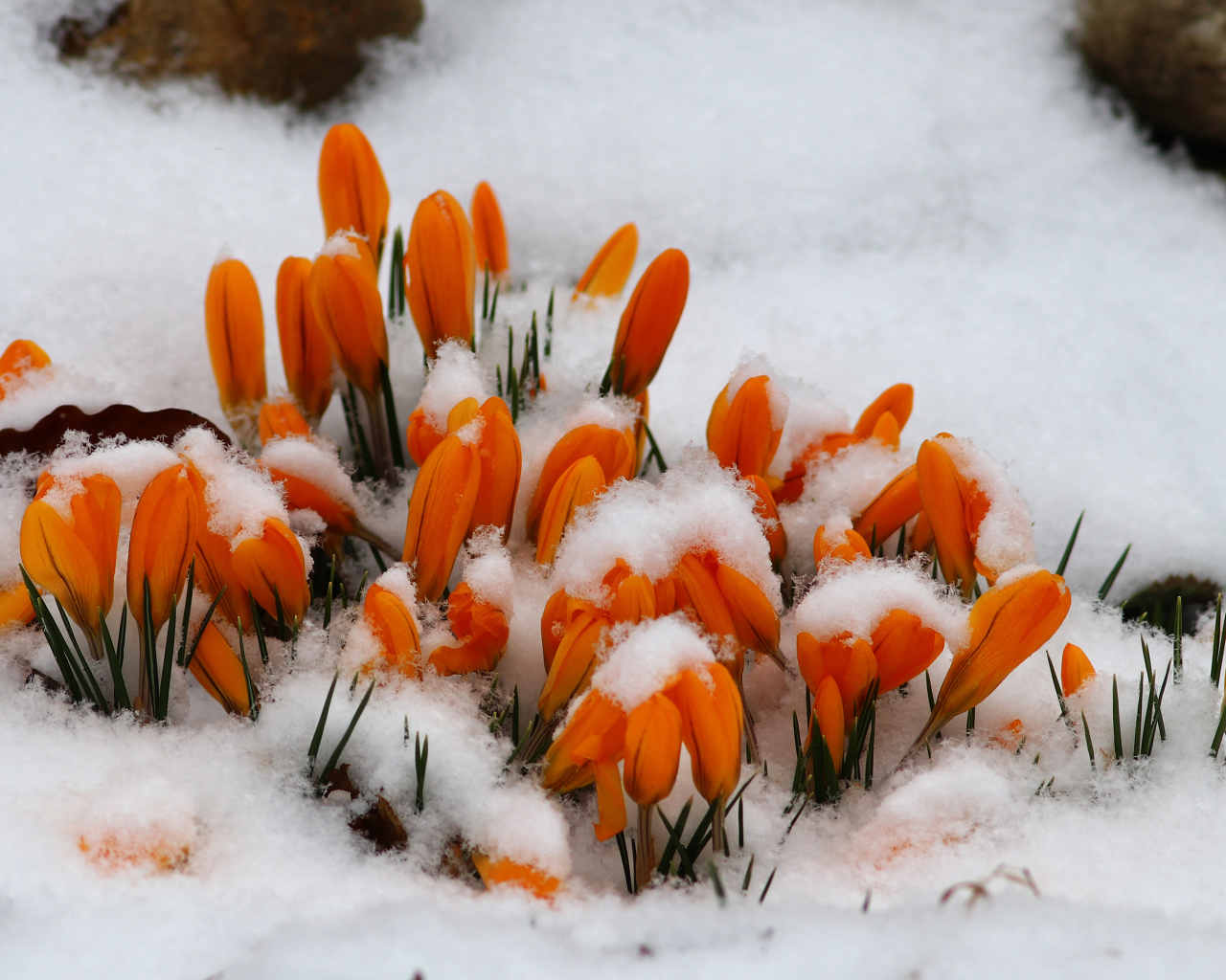 Желтые крокусы в снегу 