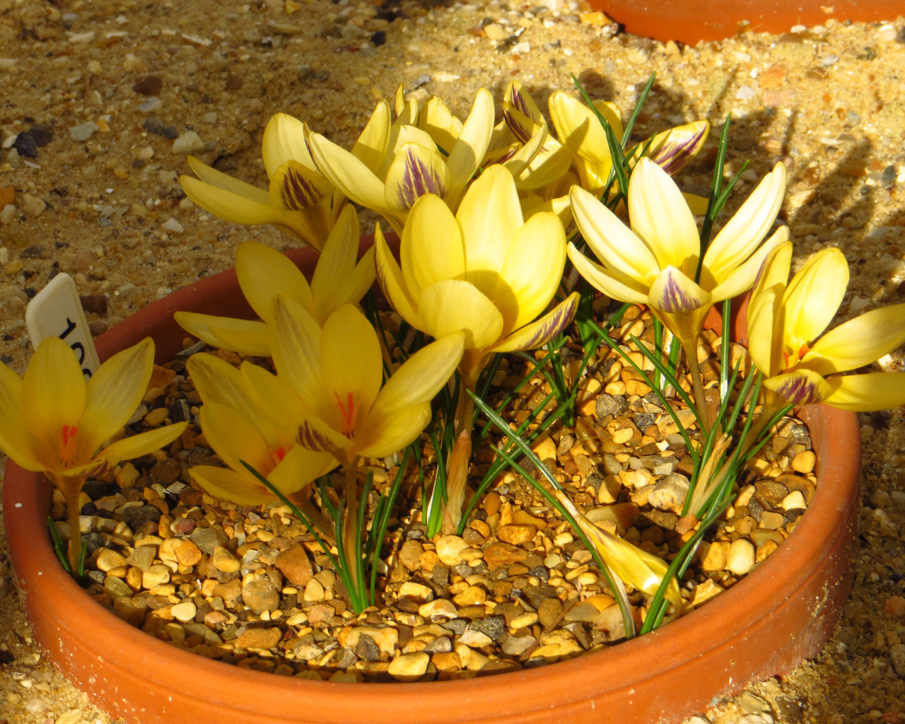 Желтые крокусы на декоративной клумбе