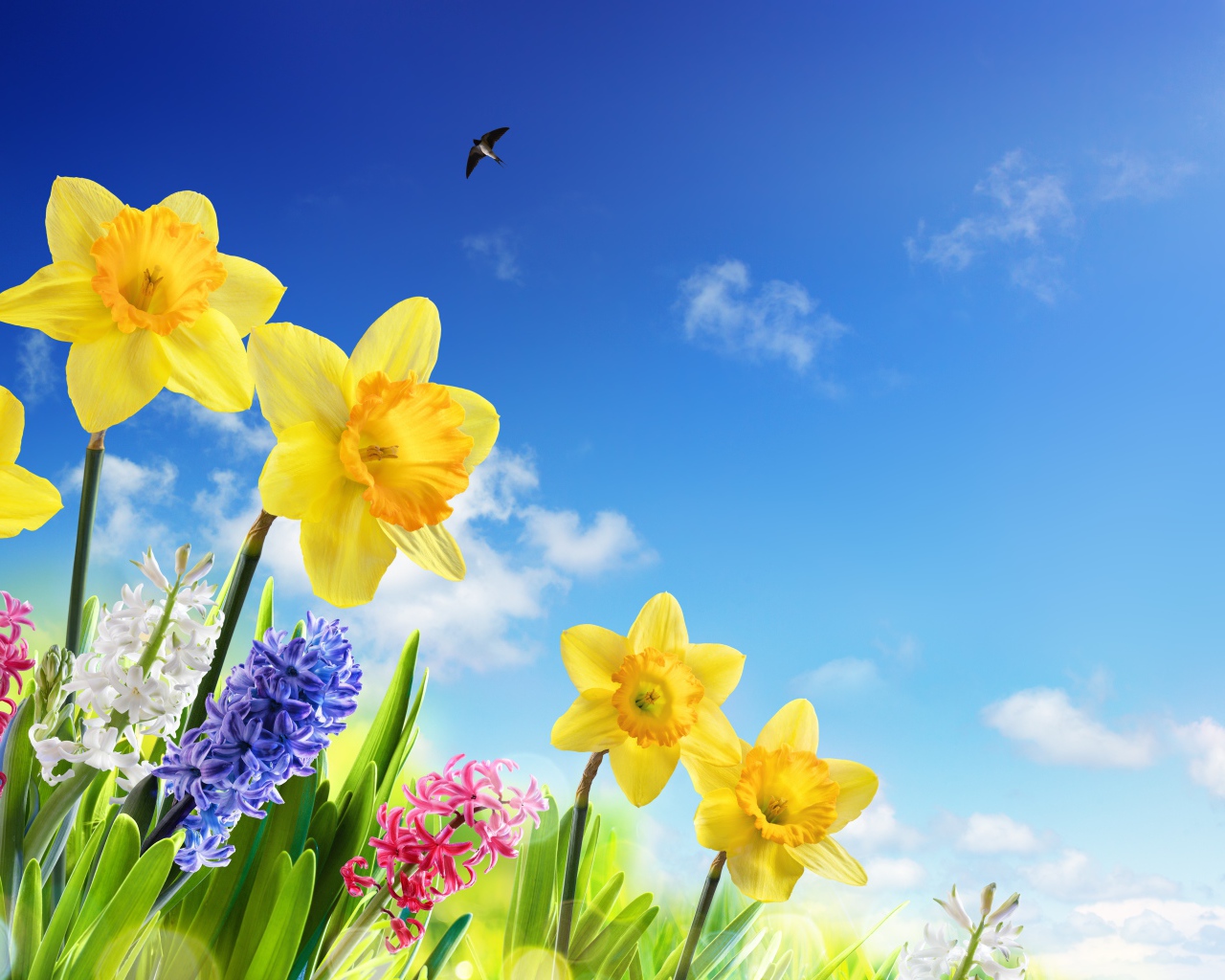 Желтые нарциссы и гиацинты на фоне голубого неба