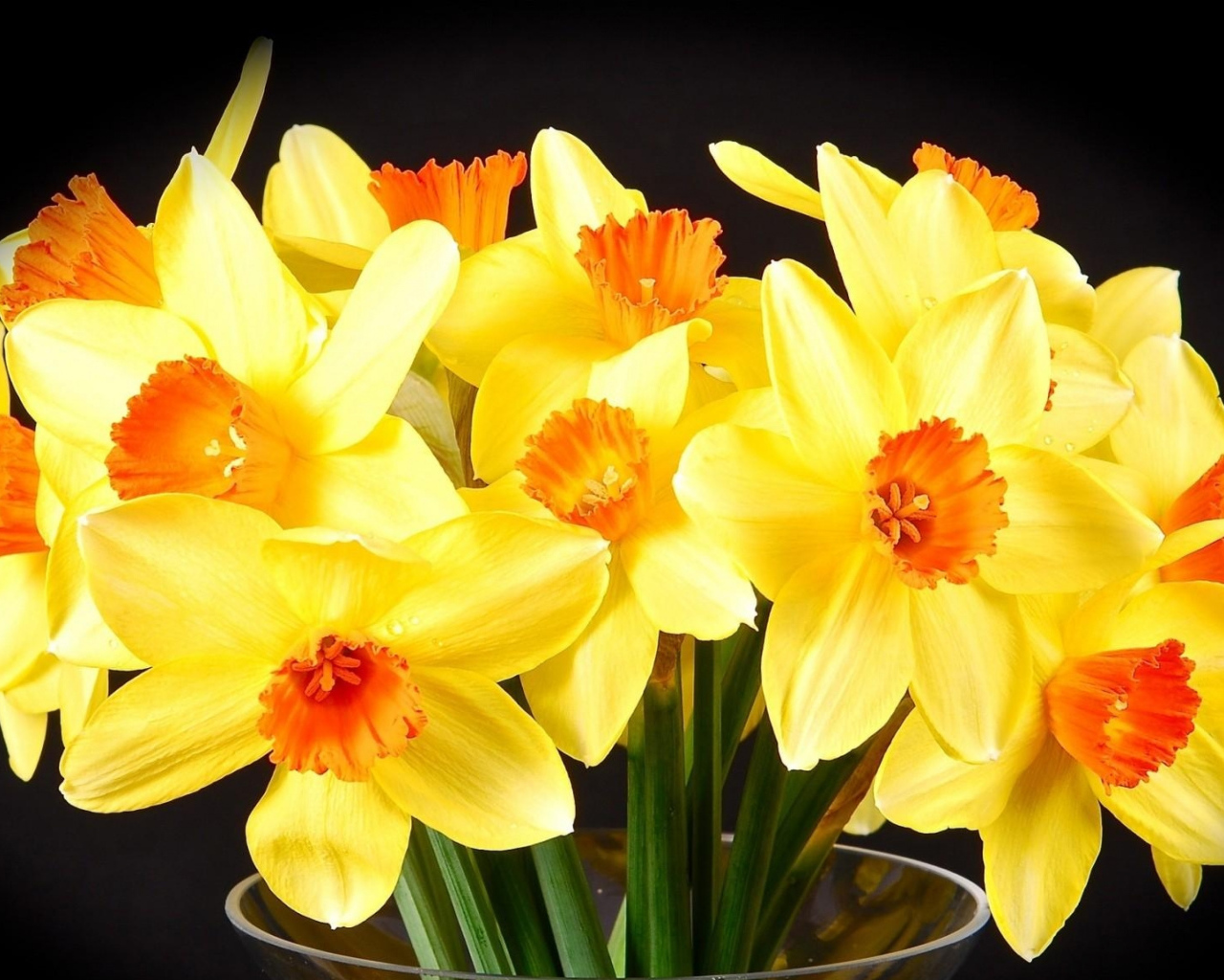 Желтые нарциссы в вазе на черном фоне
