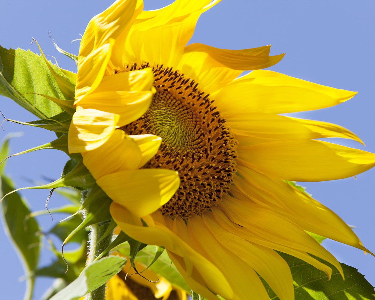 Желтый цветок подсолнуха на фоне голубого неба 