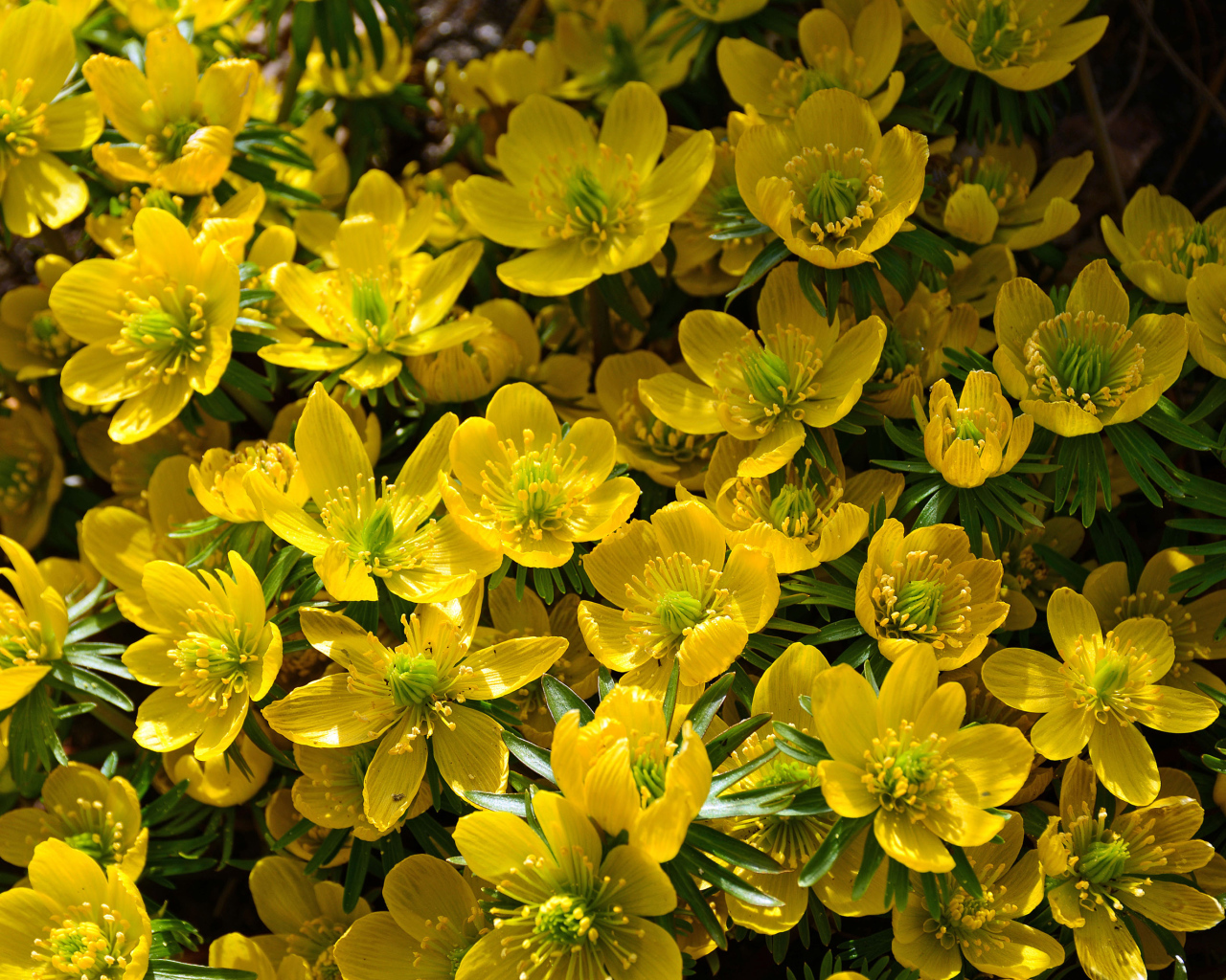 Желтые цветы морозника крупным планом